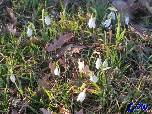 2.3.2025 - Schneeglöckchen